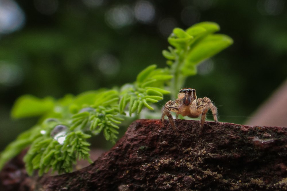 Two-Striped Male Spider