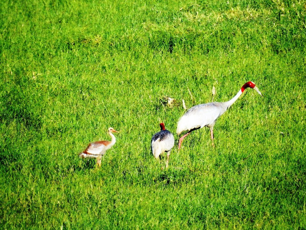 Bird with its Offspring