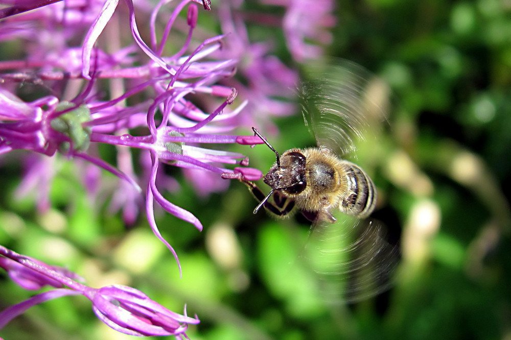 Ля-ля-ля. Жу-жу-жу.