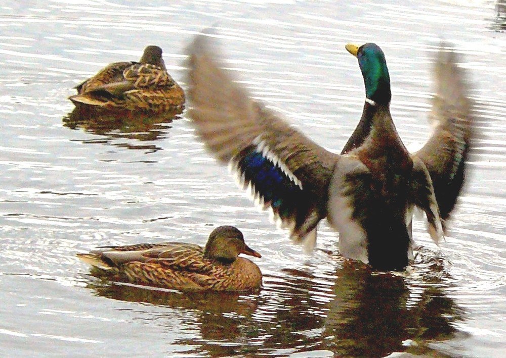 Photograph by леонид натапов