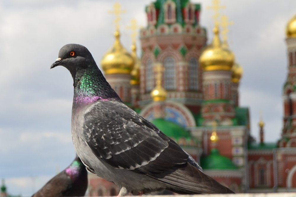 Photograph by Ольга Мокрова