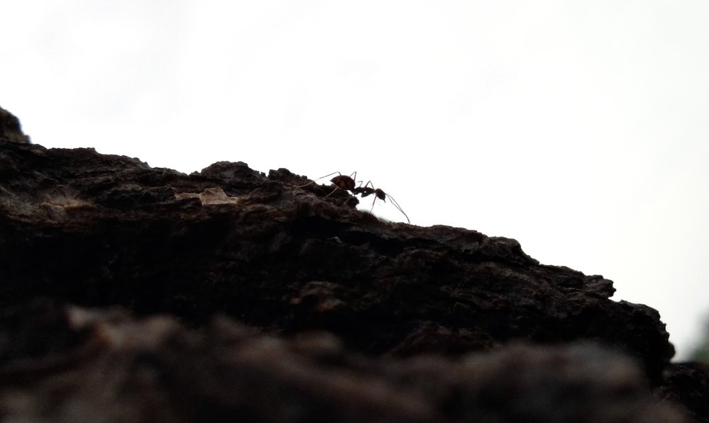 Ant