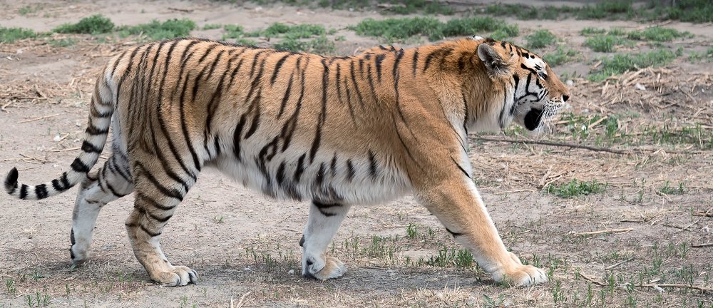 Тигры и львы.