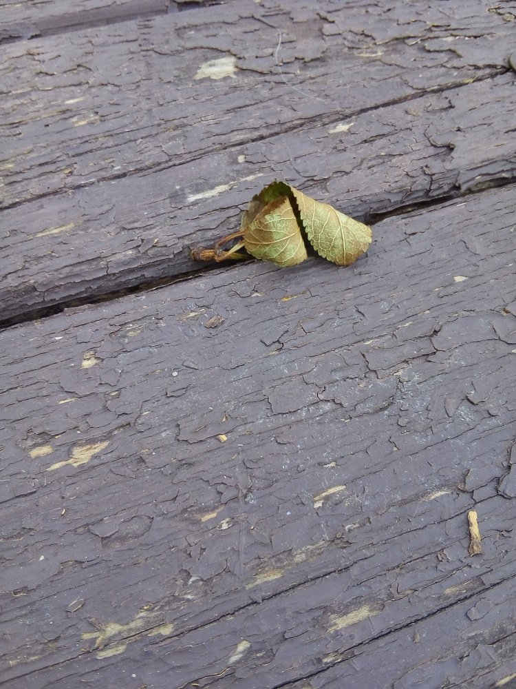 Опавший лист