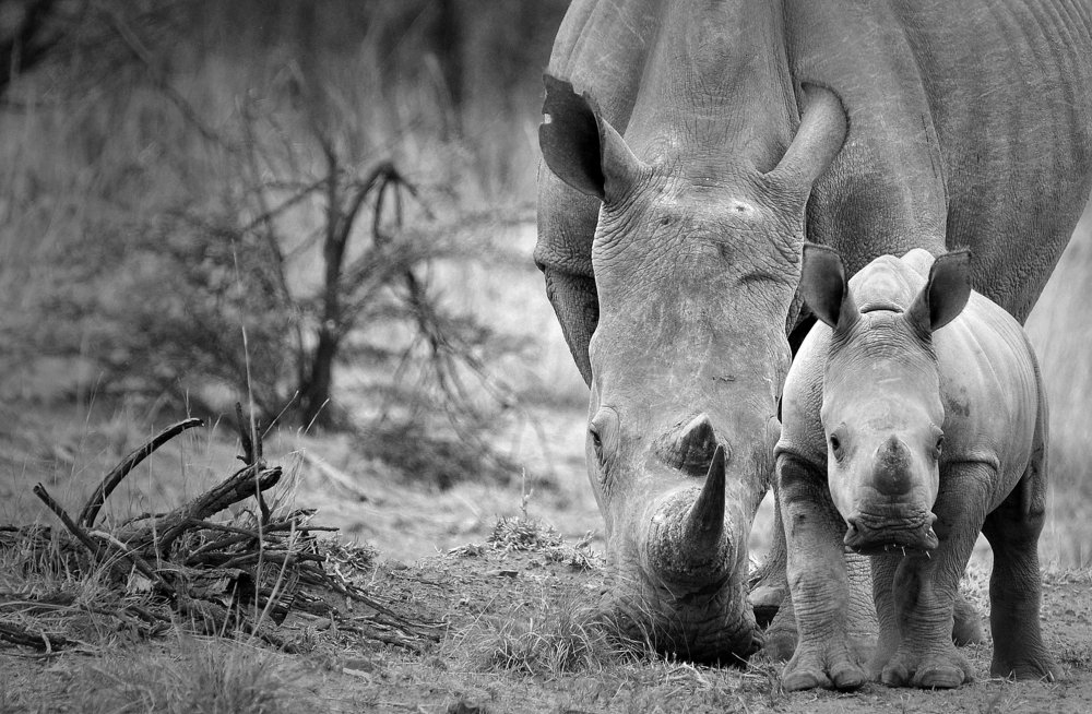 Свободный малыш Африки