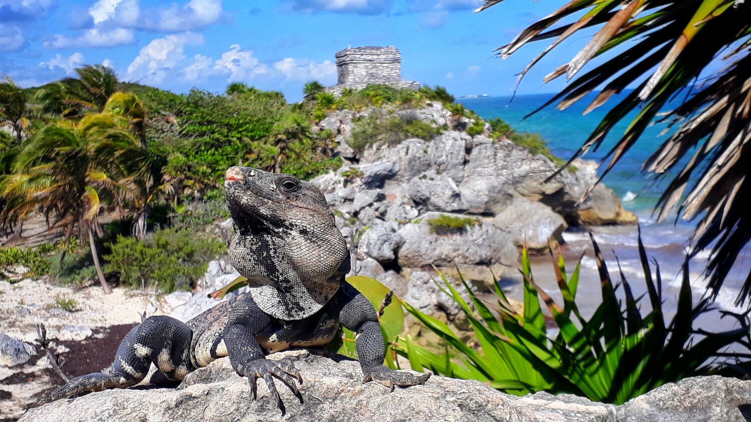Iguana
