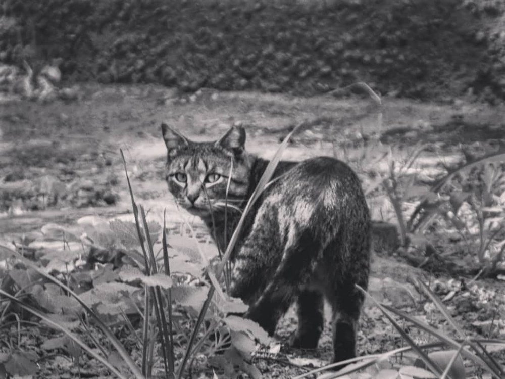 Уличный кот