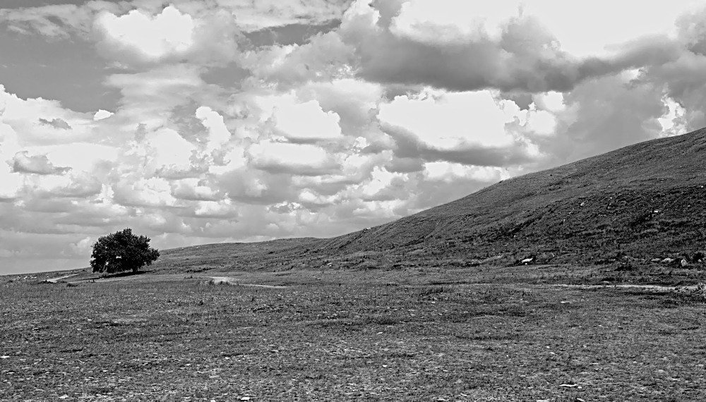 Одинокое дерево