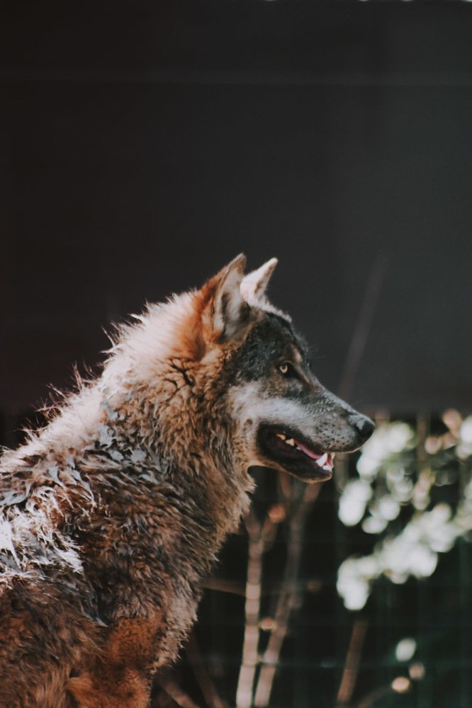 Gray wolf
