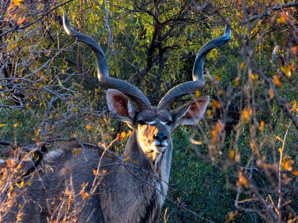 Kudu Morning