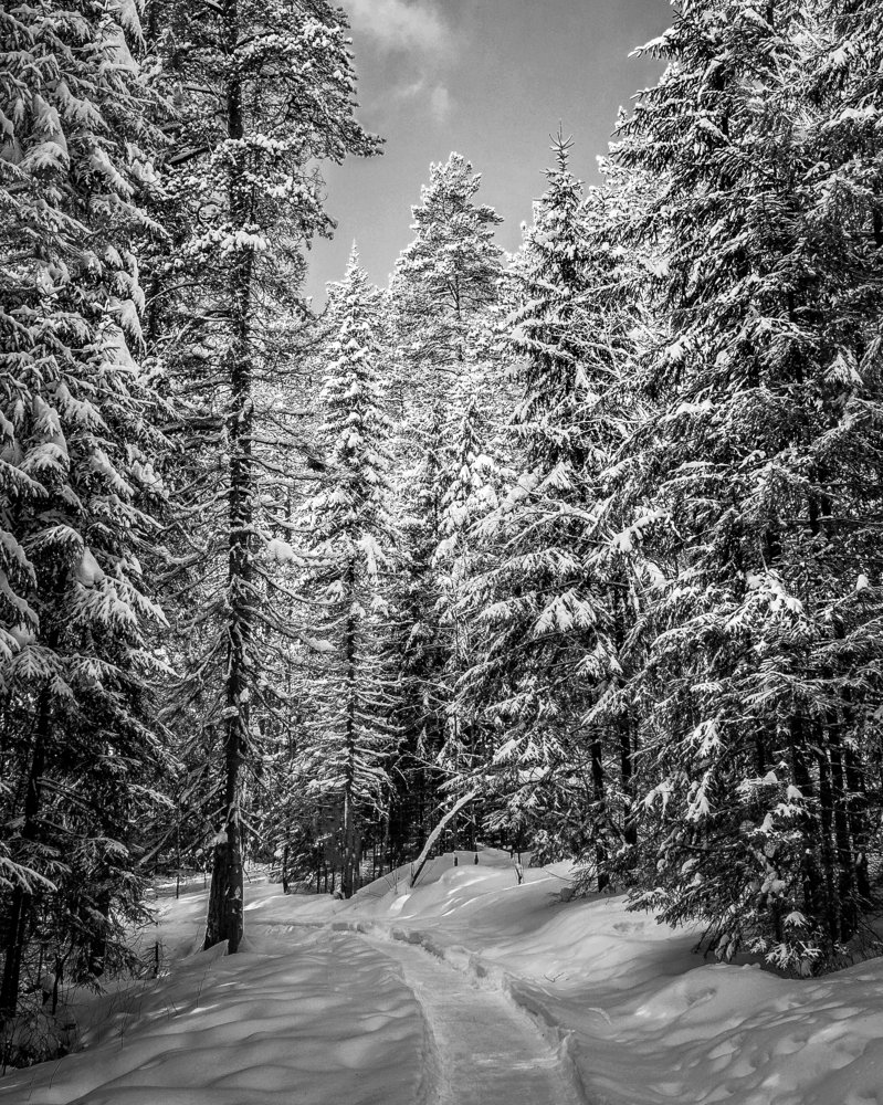 Тишина в лесу