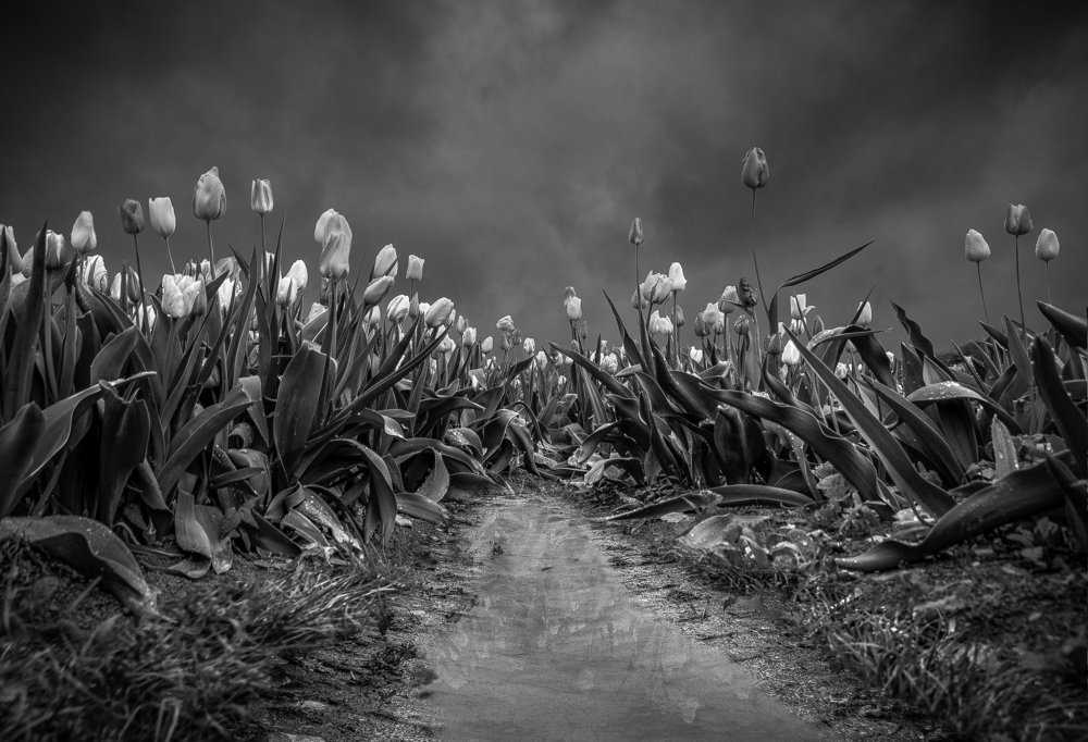 A Trench through the Tulips