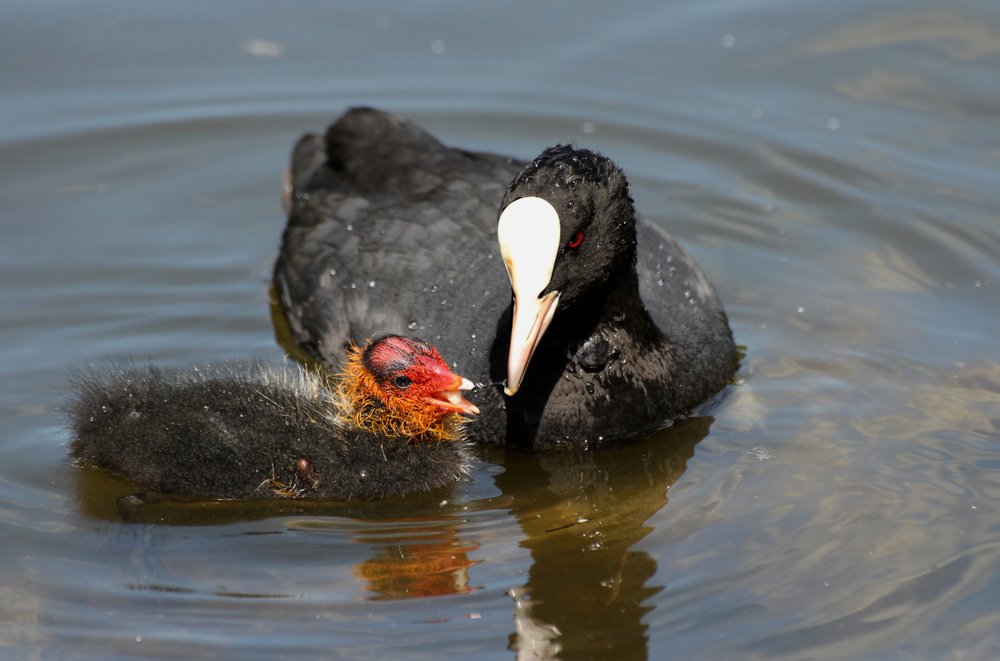 Утка с утенком