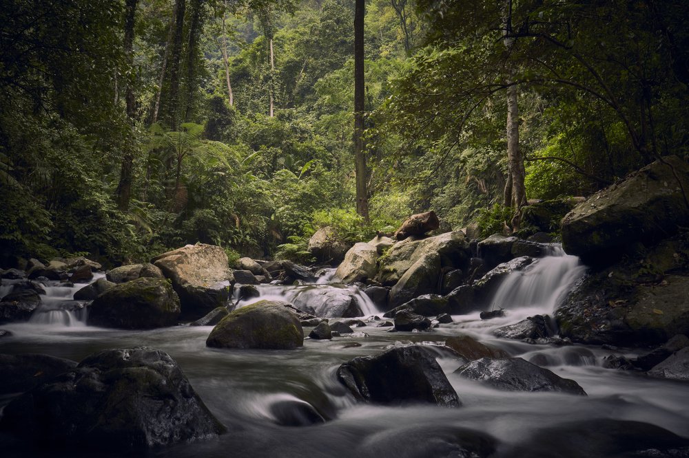Поток в джунглях