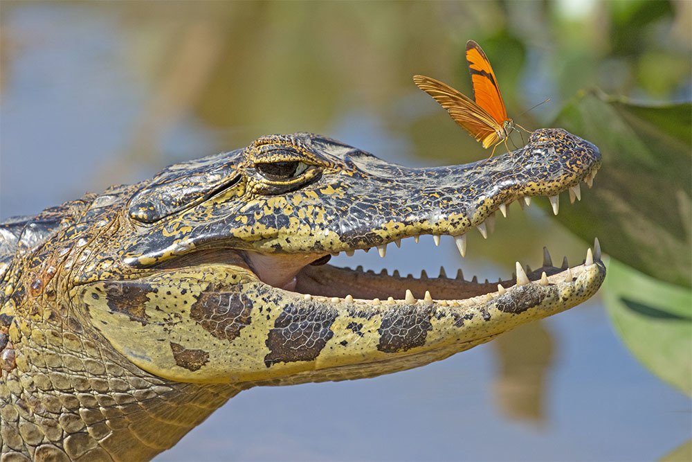 La bella y la bestia
