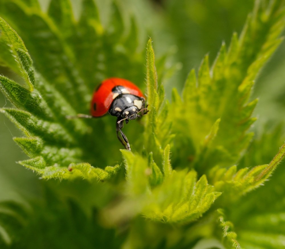 Ladybug