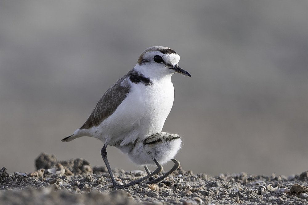 Under Mothers protection