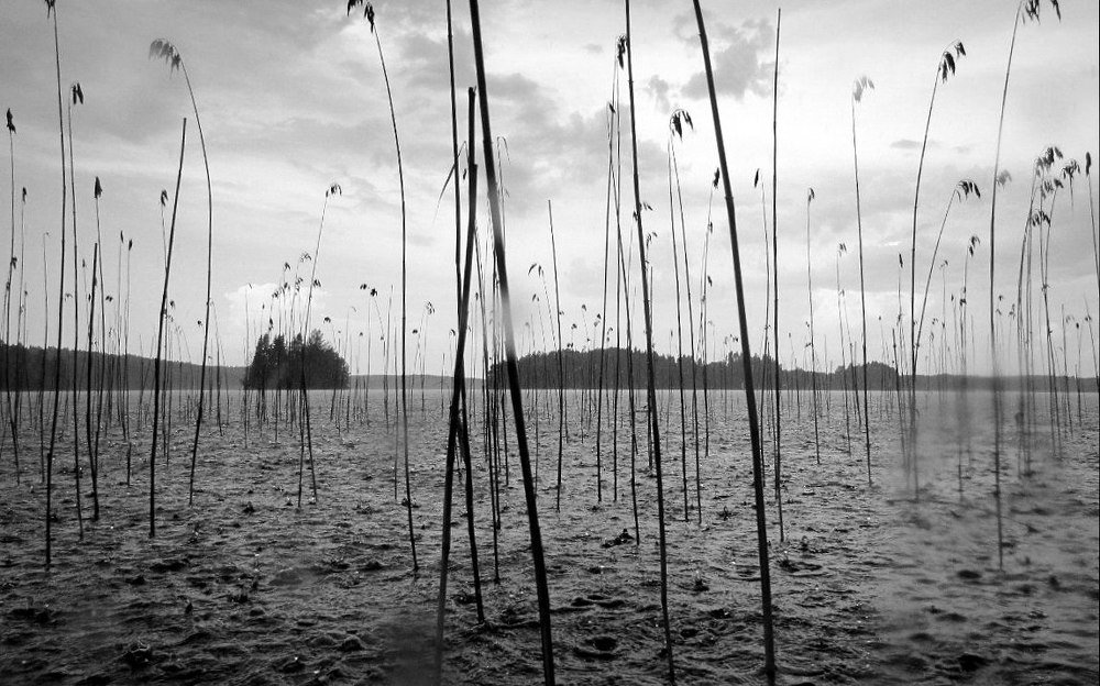 Летний, вечерний дождь.../Summer, evening rain...