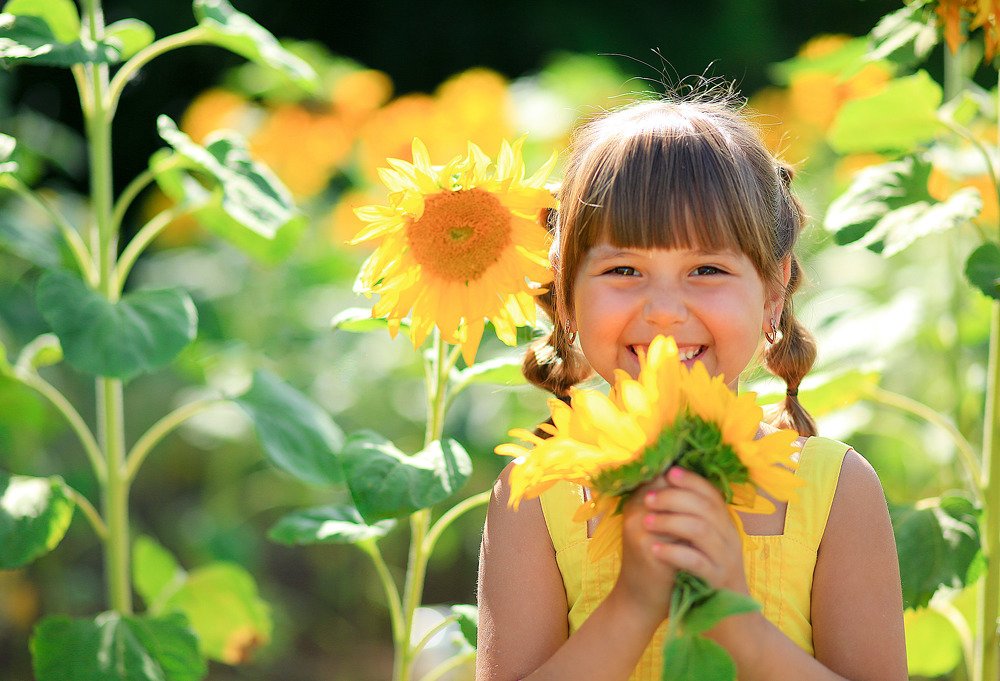 Подсолнухи