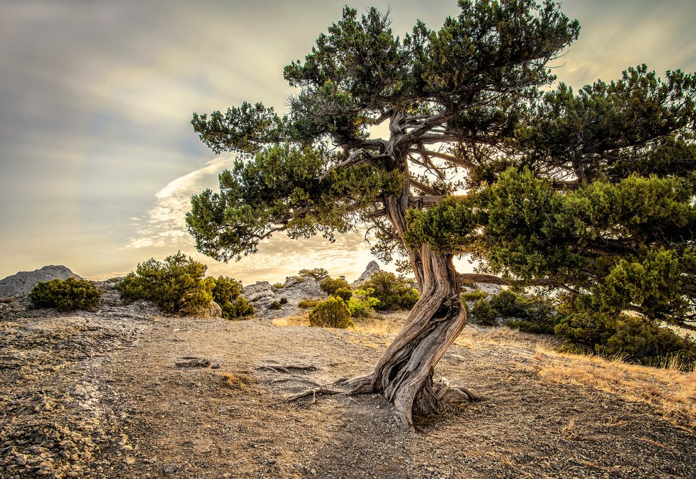 Старый можжевельник
