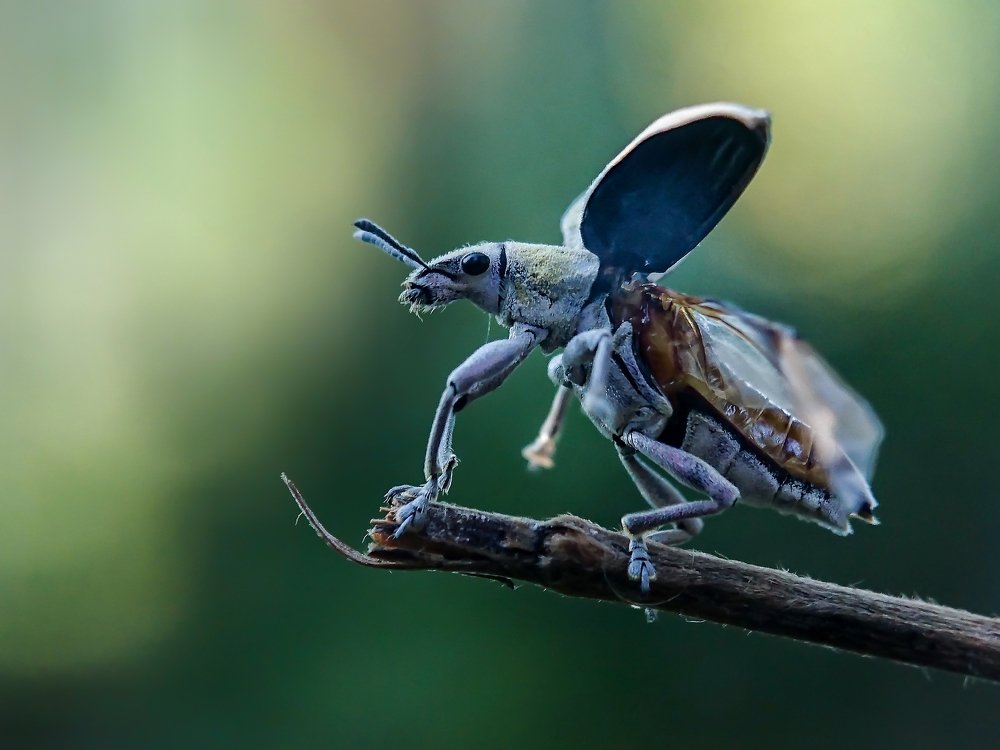 Weevil Spread Wings, Ready To Fly