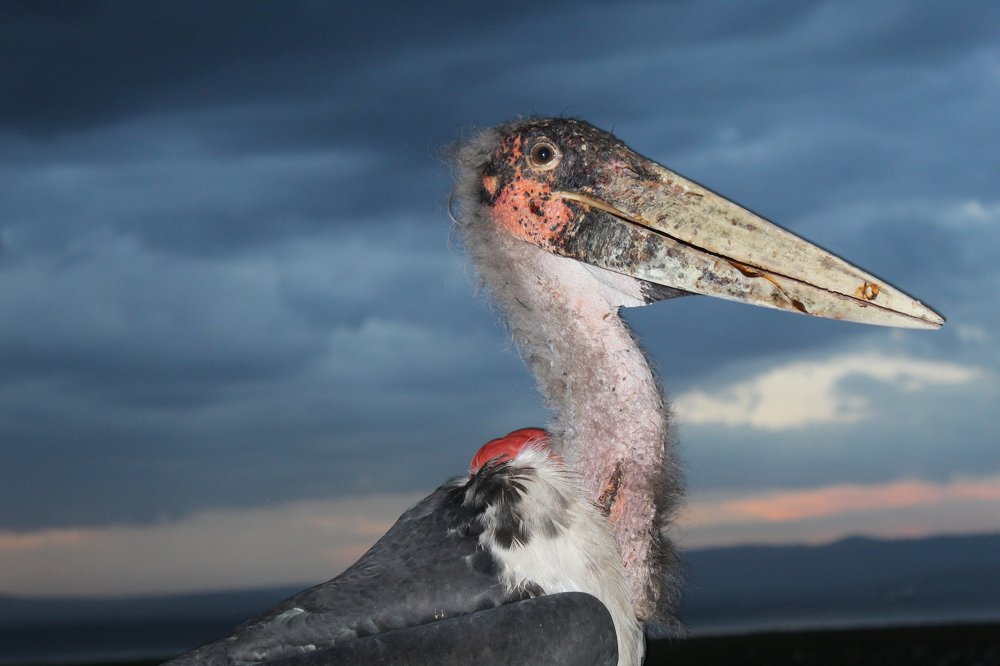 bird beak