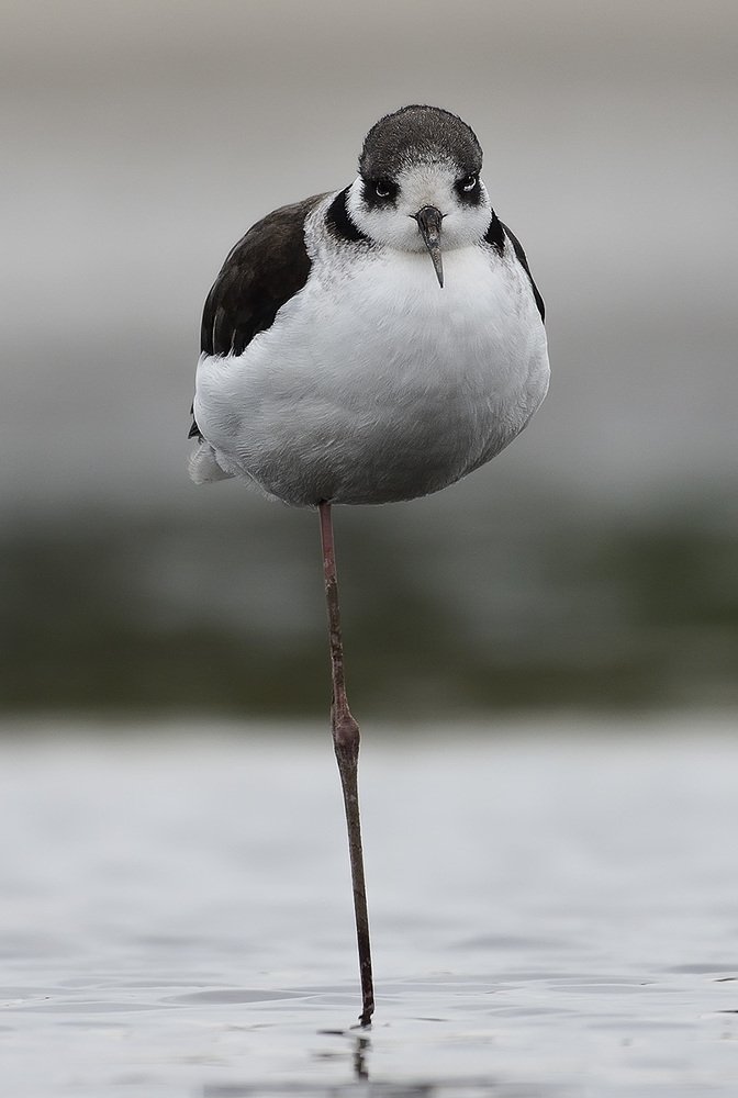 Descansando en una pata