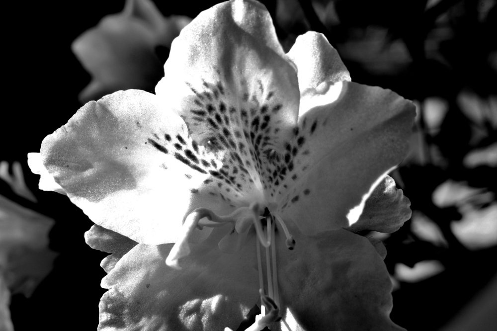 Photograph by Wan Moraez