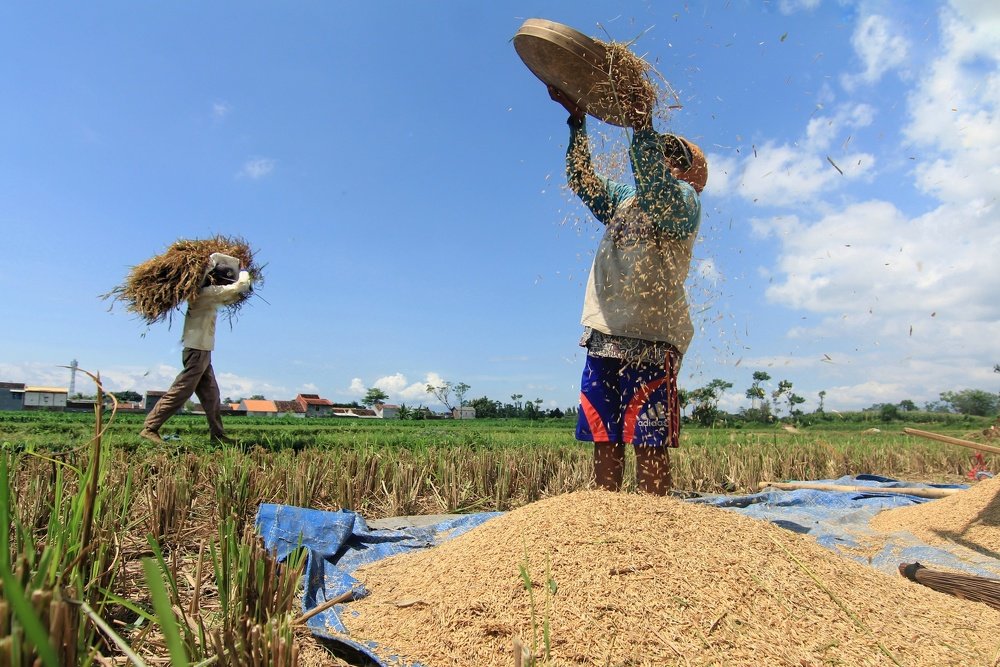 Indonesia Farmer Harversting