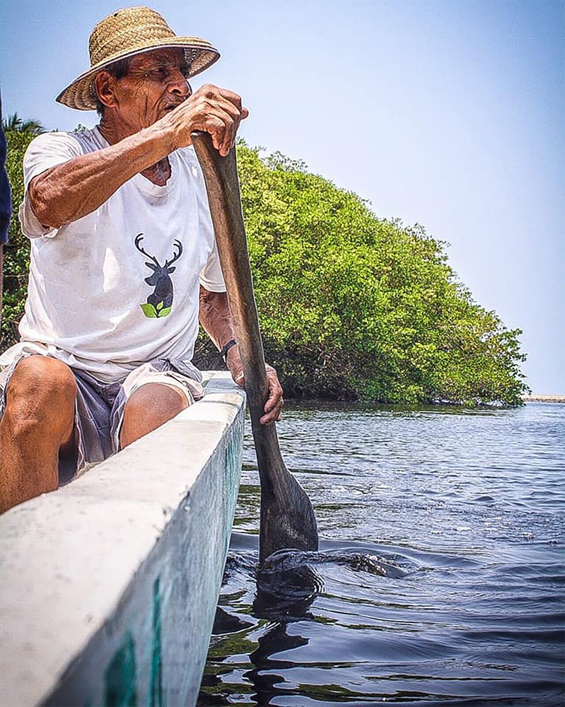 Navigating the mangrove