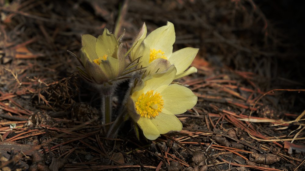 Сон-трава....как есть.