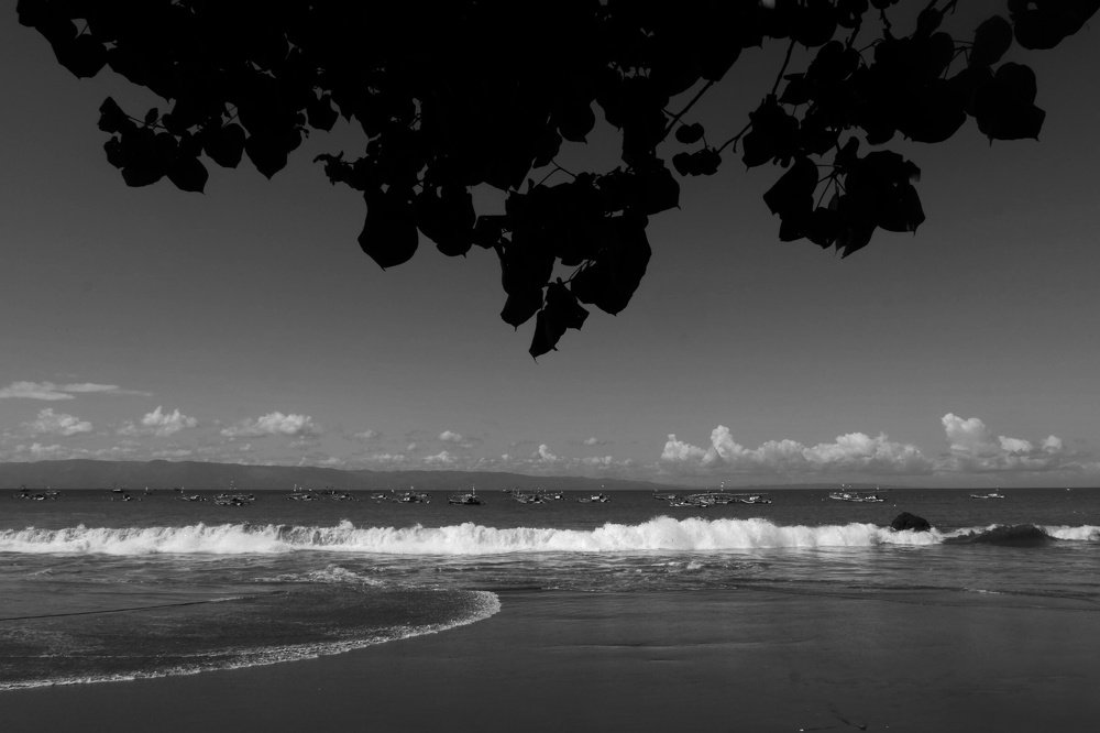 Natural curtains on the beach.