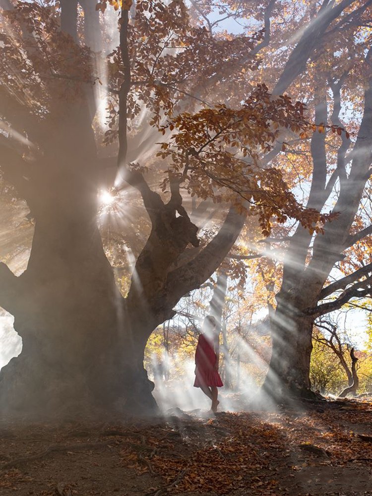Буковая роща Демерджи