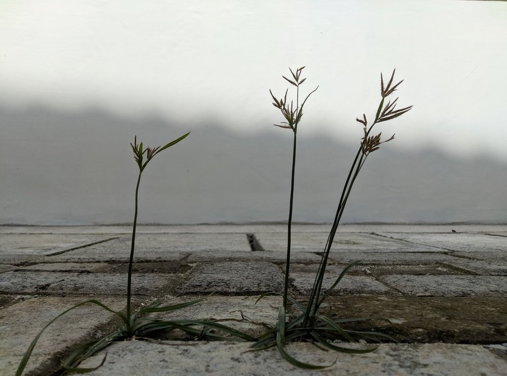 Conceptual Minimalism