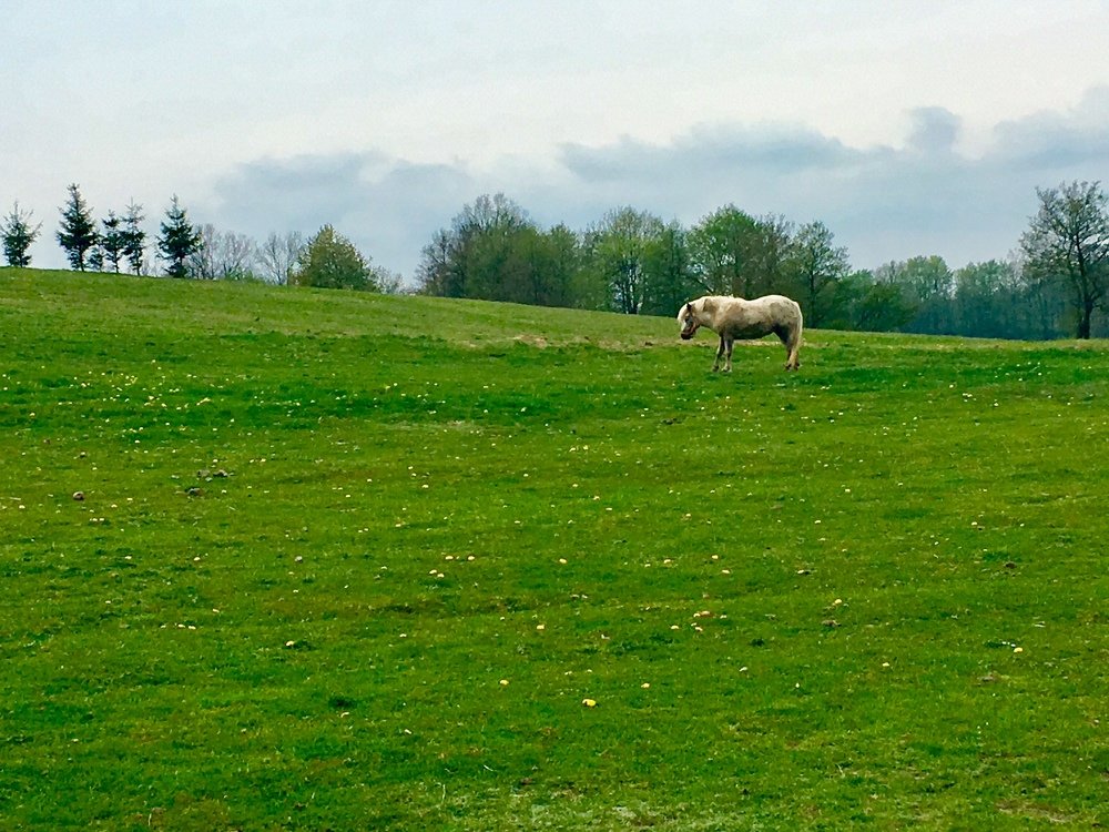 Spring pasture
