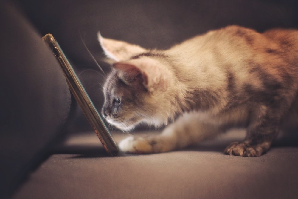 Котёнок онлайн