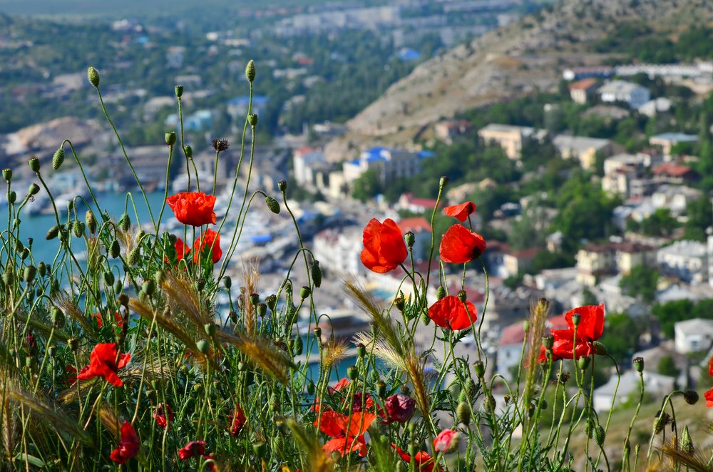 Маки над Балаклавой