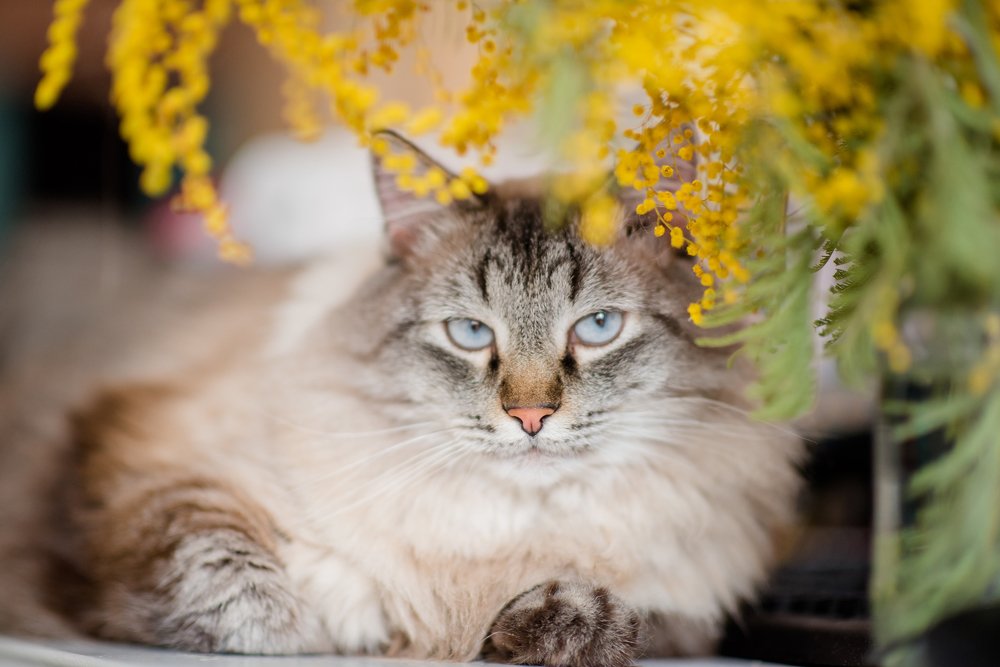 Мартовский кот