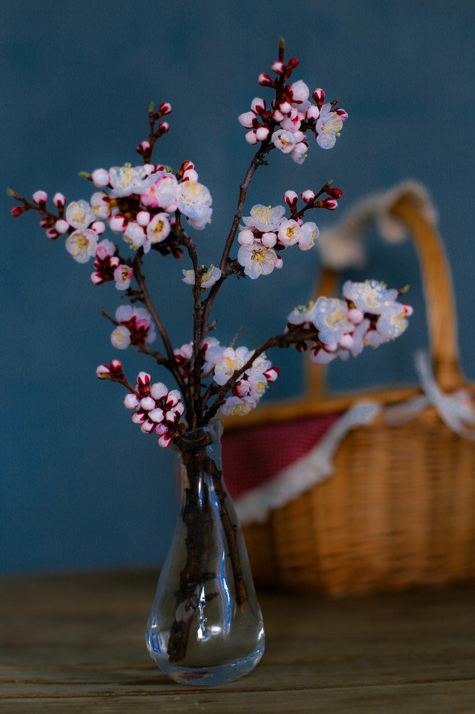 веточка абрикоса