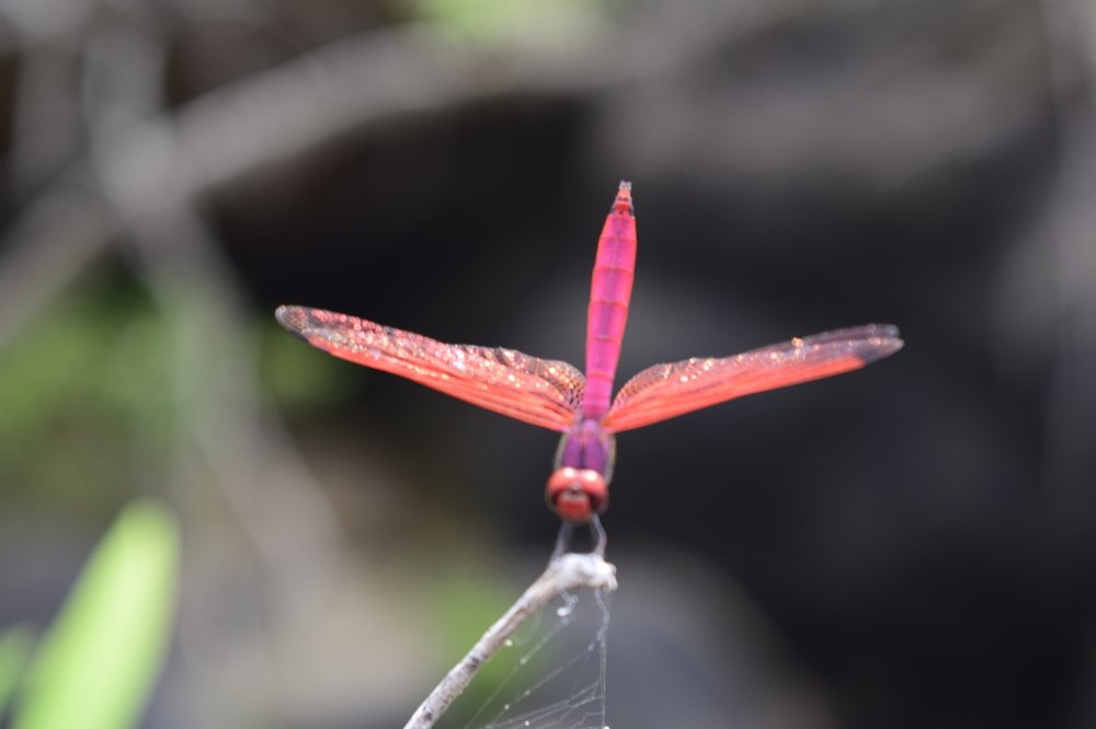 Nature=Nature