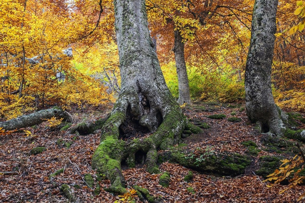 Золото осени.