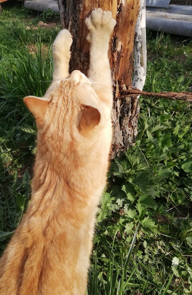 Котик