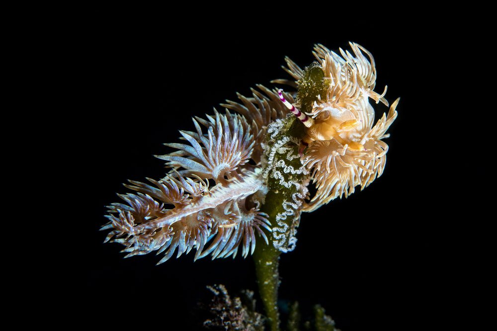 Кружево икры