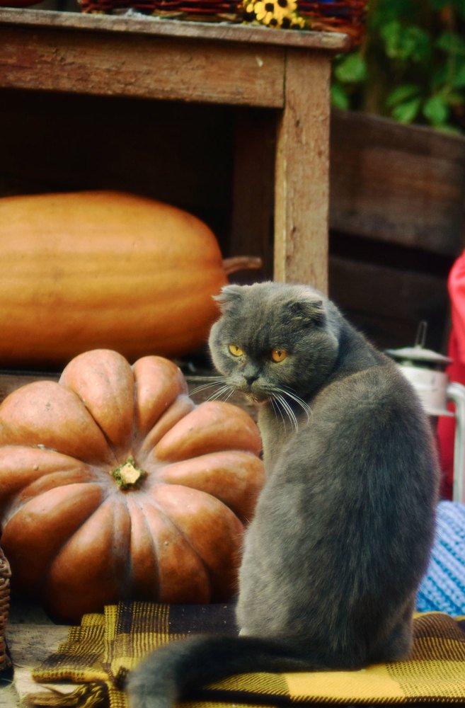 Урожайный год