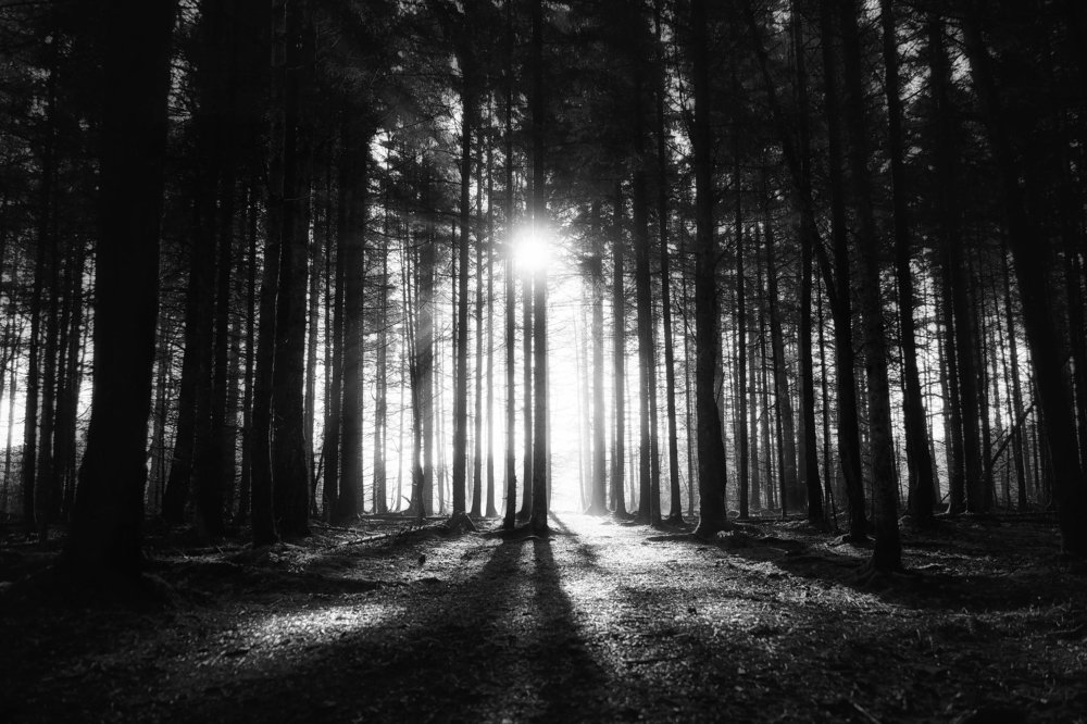 to the light / к свету