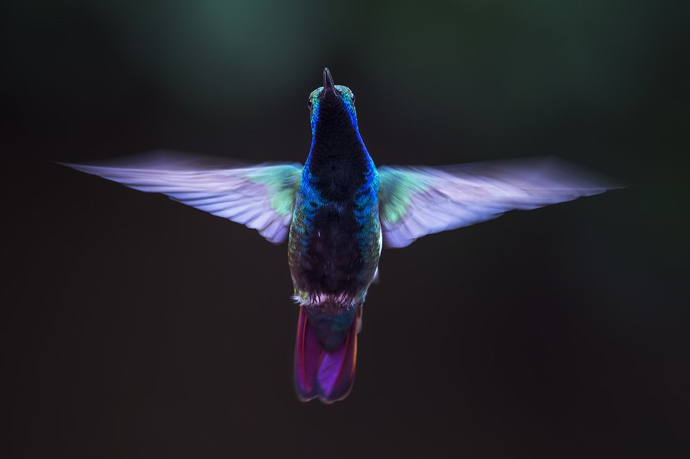 Black-throated Mango