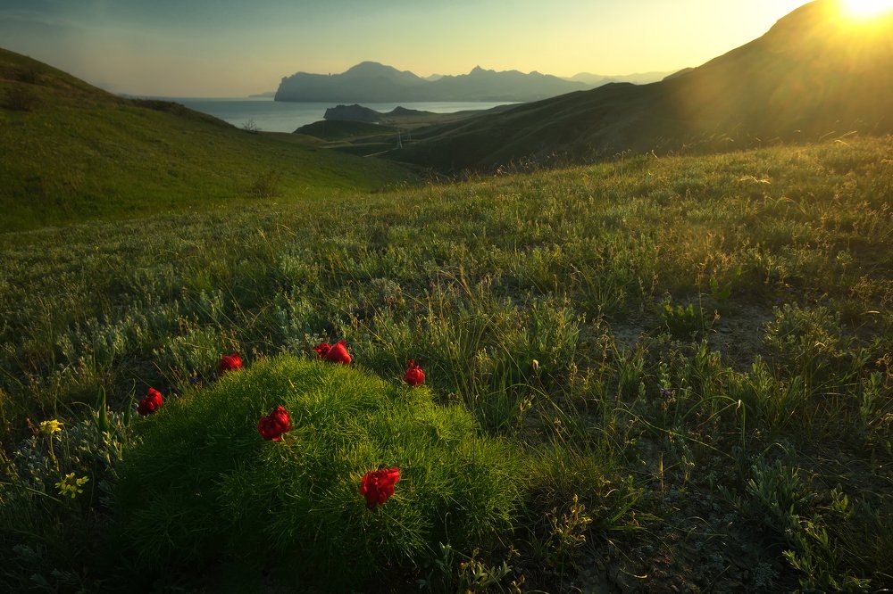 Горные пионы