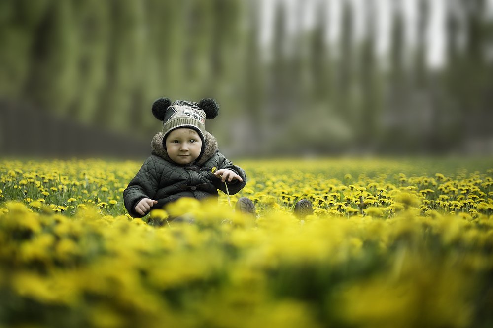 Максим и одуванчики