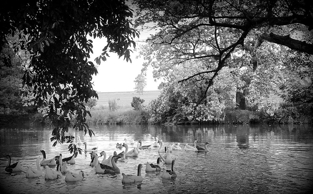 Diário de uma paixão