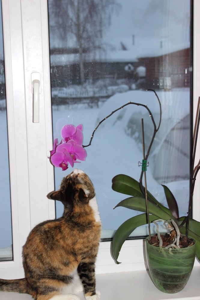 кошка и орхидея